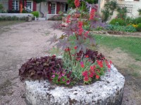 /album/fotos-tuinen/eind-juli-2015-012-jpg/